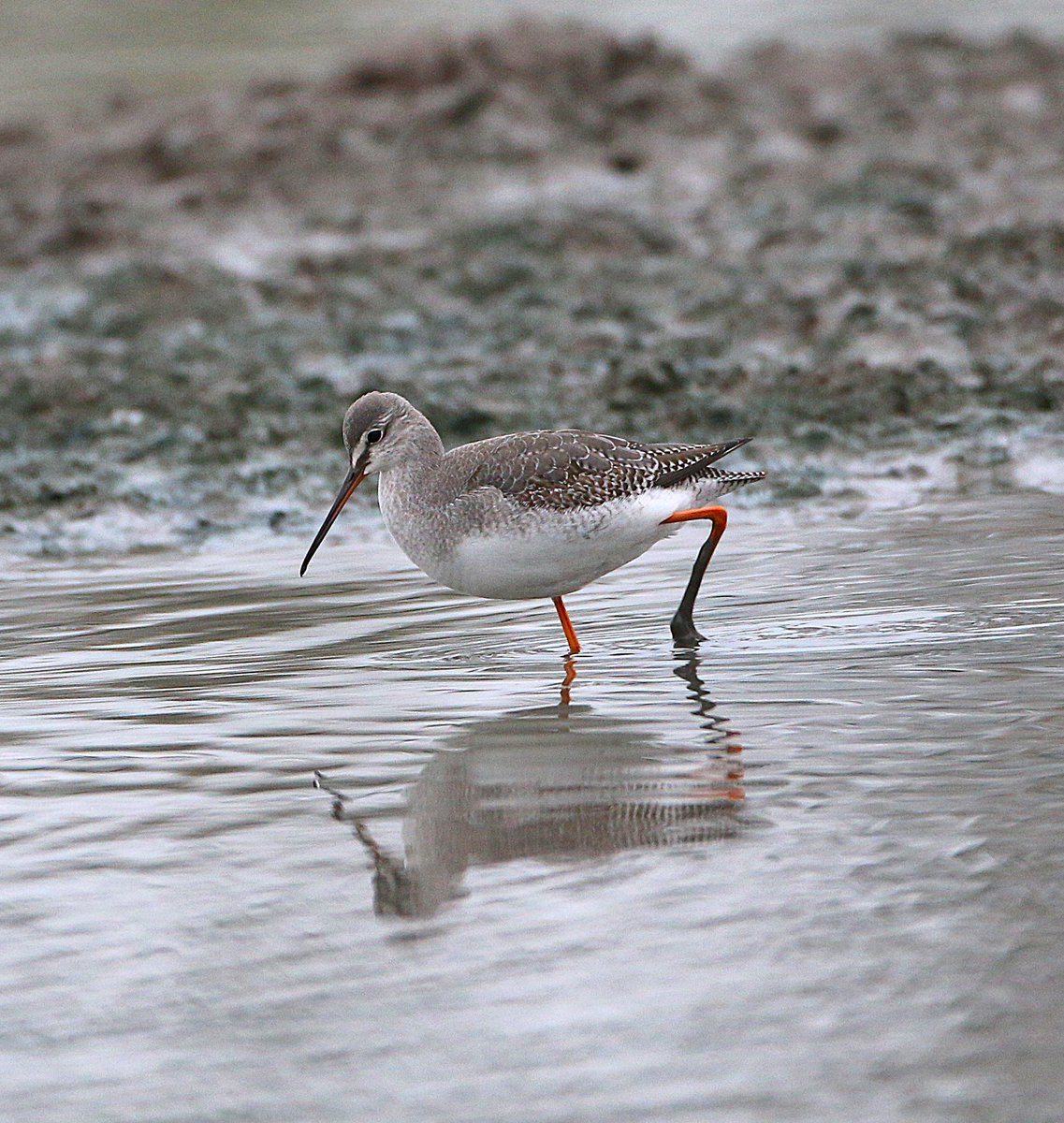 Phil Hadley (@philhadley7) on Twitter photo One of five Spotted Redshank seen today on South Lake <a href="/SlimbridgeWWT/">Slimbridge WWT</a> for the <a href="/waderquest/">Wader Quest</a> Wader Conservation World Watch #WCWW24 One of five Spotted Redshank seen today on South Lake <a href="/SlimbridgeWWT/">Slimbridge WWT</a> for the <a href="/waderquest/">Wader Quest</a> Wader Conservation World Watch #WCWW24