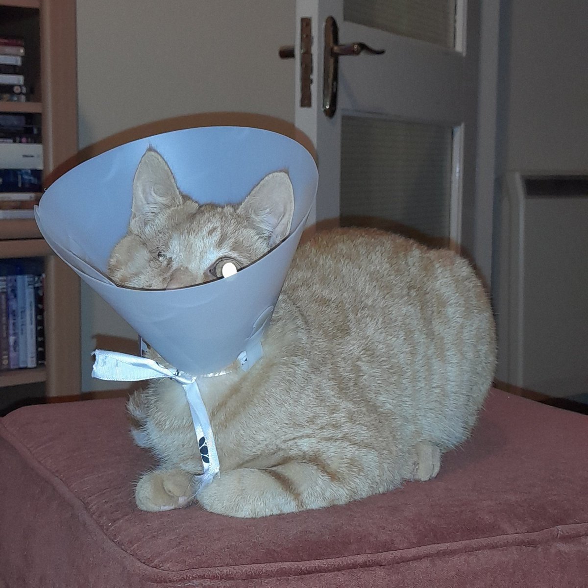 Freddie still has the cone on so we have to supervise him when he uses the litter tray. Only it means that he understands that when we hear him shuffling around we'll come running which he utilises as an opportunity to yell at us until we give him dinner 15 mins early