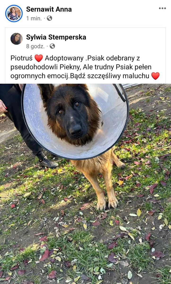 Kochani ❗ Kolejna wspaniała wiadomość z <a href="/PrzytuliskoG/">Przytulisko Głowno</a> 😍 PIOTREK 🐕 ma 🏡 i swoich kochających CZŁOWIEKÓW 🥳🥹💗 Bądź szczęśliwe Serduszko Kochane 😘🫶🍀🐾
#NieKupujAdoptuj