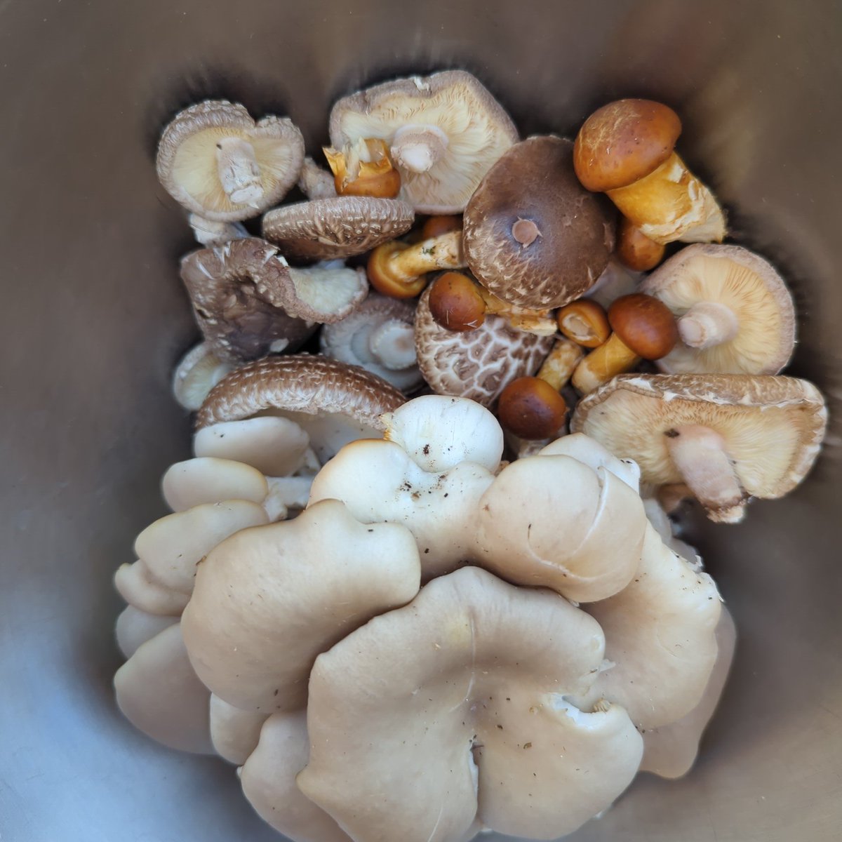 Oroborous2's tweet photo. Oysters (foraged)
Shitake (cultivated in logs)
Nameko (cultivated in a stump, first year of growth!)
#helf #welf #growf https://t.co/Lf0m0ep5av