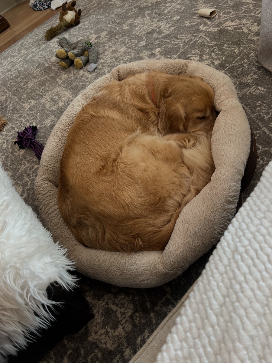 jacksonTheDog6's tweet photo. Perhaps I need a bigger bed.... https://t.co/302hu4ipBP