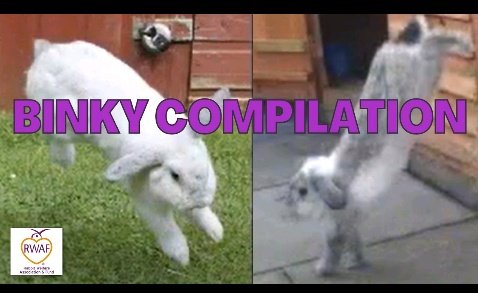 LeandreBaka2's tweet photo. Fun fact: Rabbits have a unique way of showing theyโre happy called a โbinkyโ โ they jump and twist in the air! ๐ Have you ever seen it? #RabbitJoy #AnimalBehavior #AgriHopper #ThevoiceofFarmer https://t.co/OiiDMI7h6G