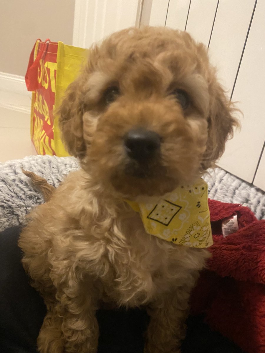 Trapz (MARV DAY 🤎) tweet media