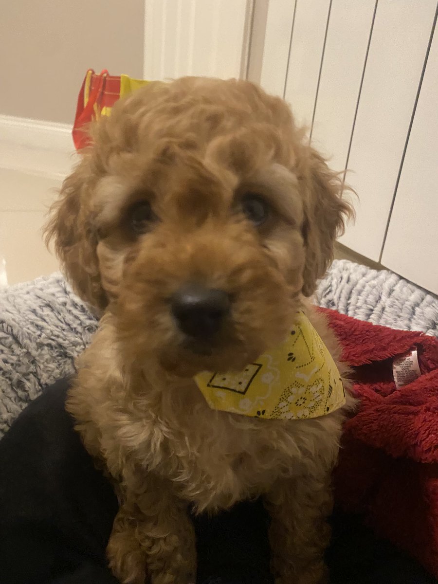 Trapz (MARV DAY 🤎) tweet media