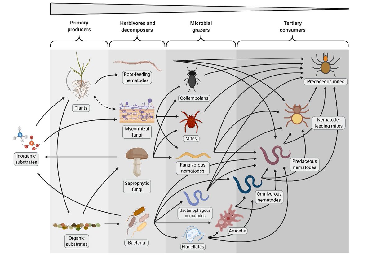 Soils are now recognized as the most biodiverse habitat on Earth. Some biota in the #soil can be seen, like ants and earthworms. Others can only be seen using a microscope. Learn more in this #GroundedInSoils blog: bit.ly/3gzuiuH