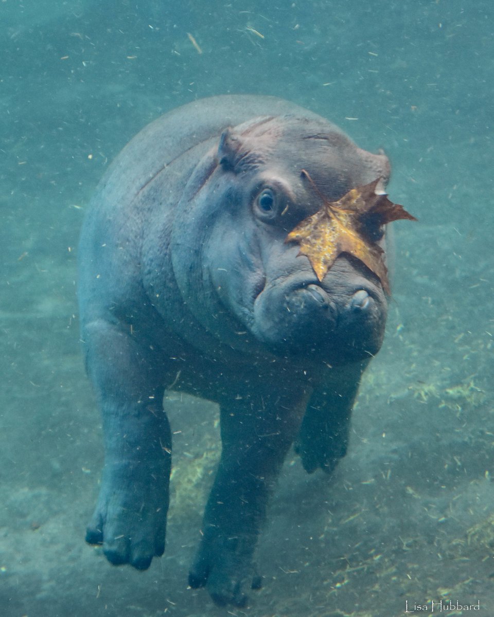 CincinnatiZoo's tweet photo. Fritz with the latest fall accessory 🍂 https://t.co/kU3CifgkRj