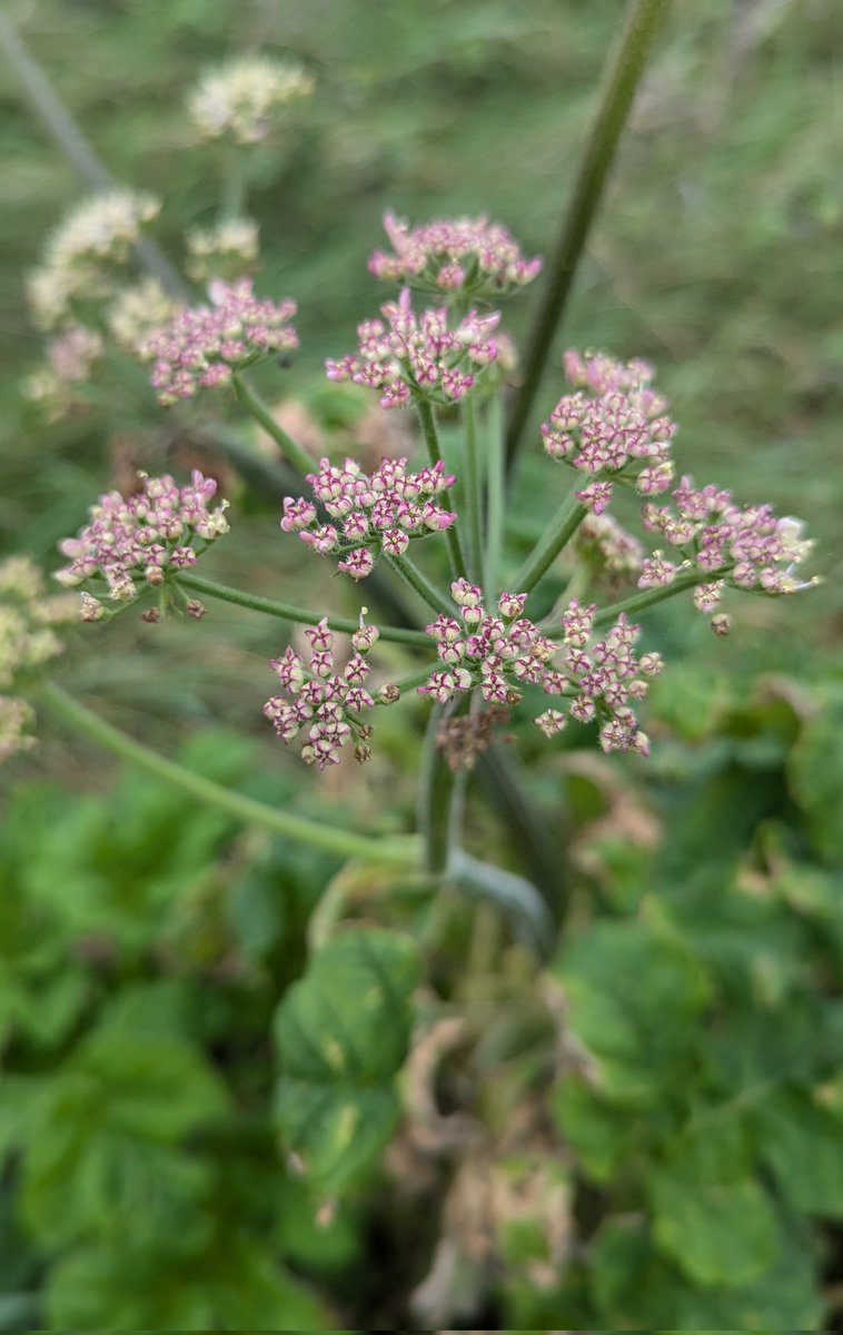Wasn't expecting to find Hogweed still flowering in my meadow today. Gorgeous pattern of pink on the flowers that are still in bud.
#wildflowerhour