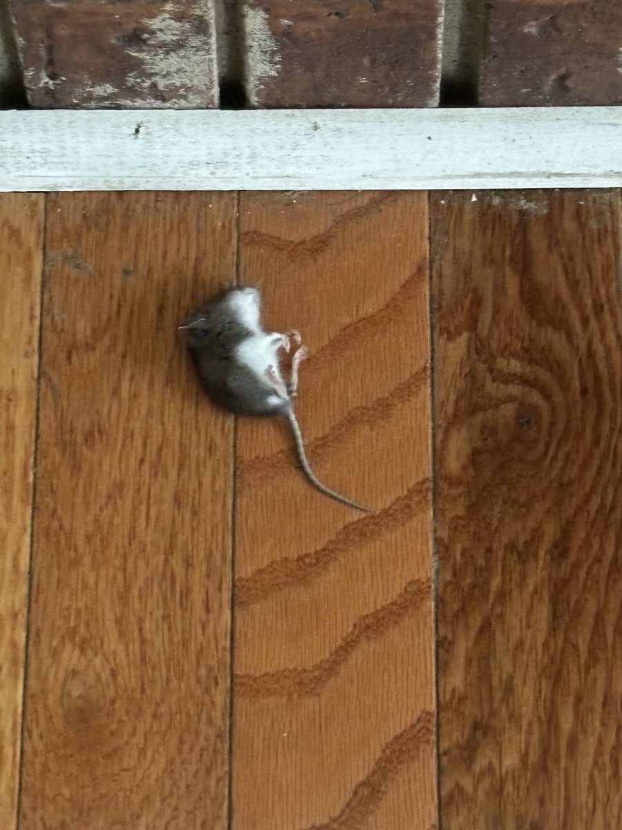 stolerk's tweet photo. Hey @Airbnb @AirbnbHelp I am beyond frustrated with my experience this weekend.  Dead mouse on floor and we had to scramble to find a hotel as the support team didn’t find me any adequate options near Ann Arbor.   Wasted 4 hours driving to hotels and paid way more than I wanted https://t.co/SLqJ3uGF5E