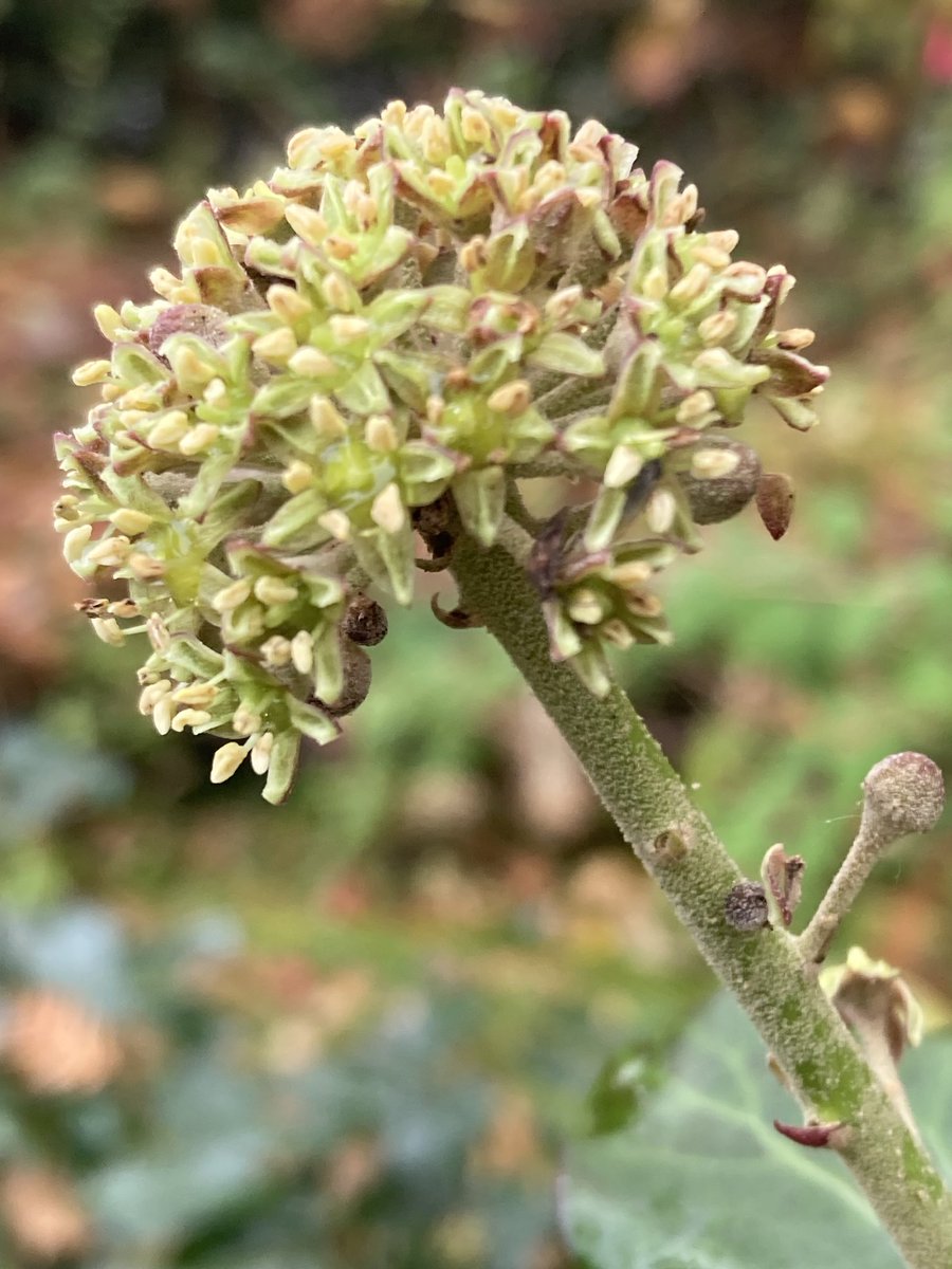 Ivy (Hedera helix) still in flower near the Derwent in Derbyshire ⁦<a href="/wildflower_hour/">wildflowerhour</a>⁩ #Wildflowerhour ⁦<a href="/BSBIbotany/">BSBI: Botanical Society of Britain & Ireland</a>⁩ Support <a href="/DerbysWildlife/">Derbyshire Wildlife Trust</a> Derwent Survival Appeal derbyshirewildlifetrust.org.uk/derwent-appeal
