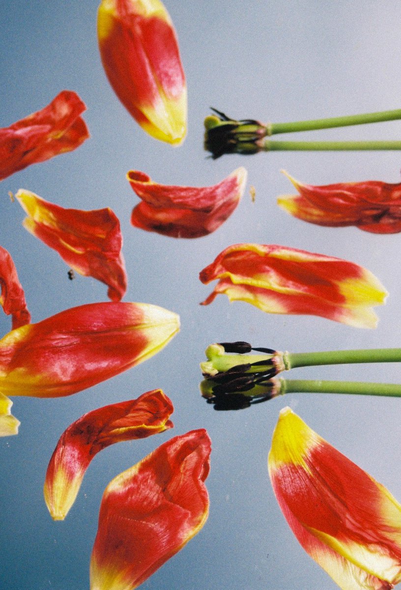 34-Bangerz de l’année (pas facile de choisir, c’est dur d’être objective sur des propres photos) #31themesAnalogChallenge