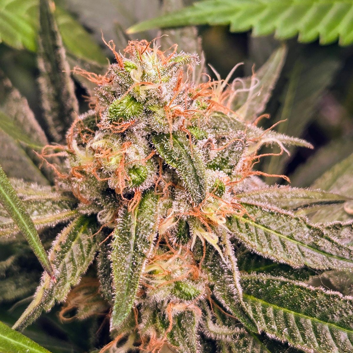 Meechgrows's tweet photo. Gingers Testers by @lrishjake, this was a few days before harvest. This was one of my favorite grows. Even though I was having temperature issues, they still turned out great. #cannabis #virginiaisforgrowers #organic #smallbatchgrower #weedlife #cannaculture #meechgrows https://t.co/bwJI4wd27U
