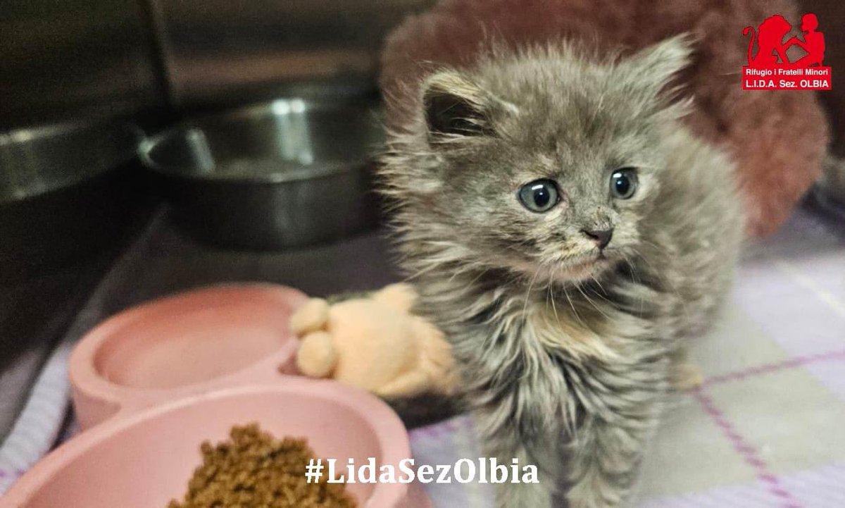 Lida sez. Olbia ODV tweet media