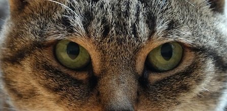 Timothy Thatcher As Cats tweet media