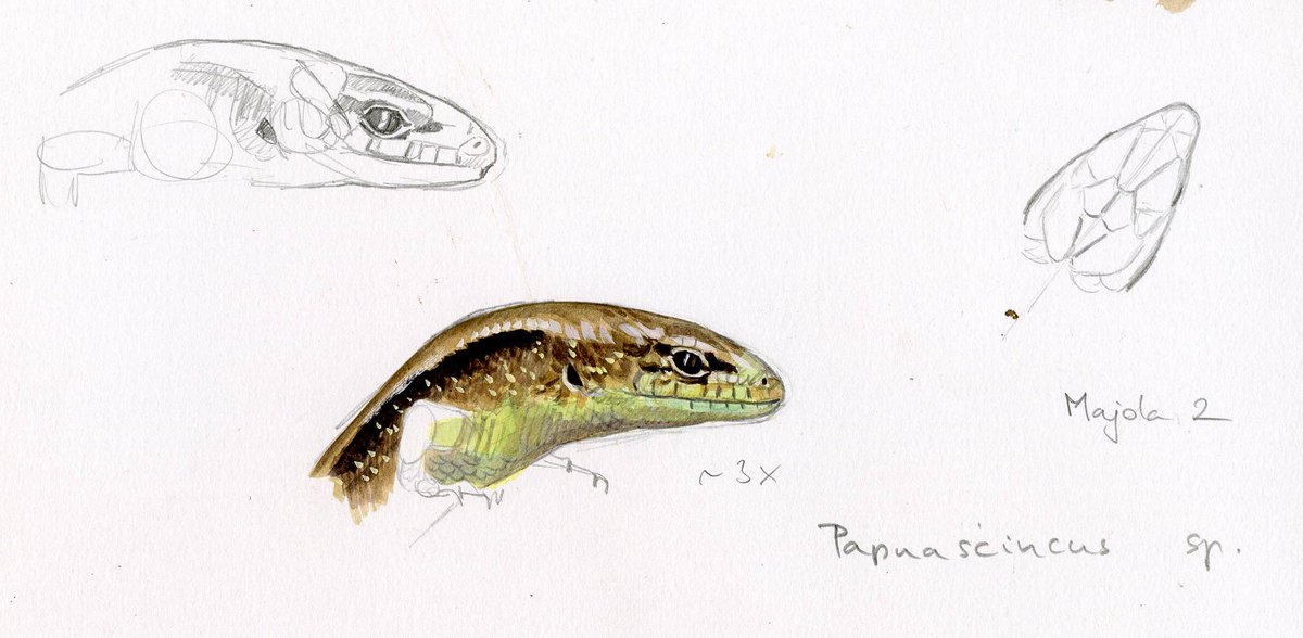 kokayart's tweet image. Just completed this commission of a montage of Papuan skinks and their habitat. I've been privileged to take part on an expedition to Papua New Guinea 10 years ago. The lowest Papuascincus species was discovered during this expedition, and I had chance to make sketches of it.