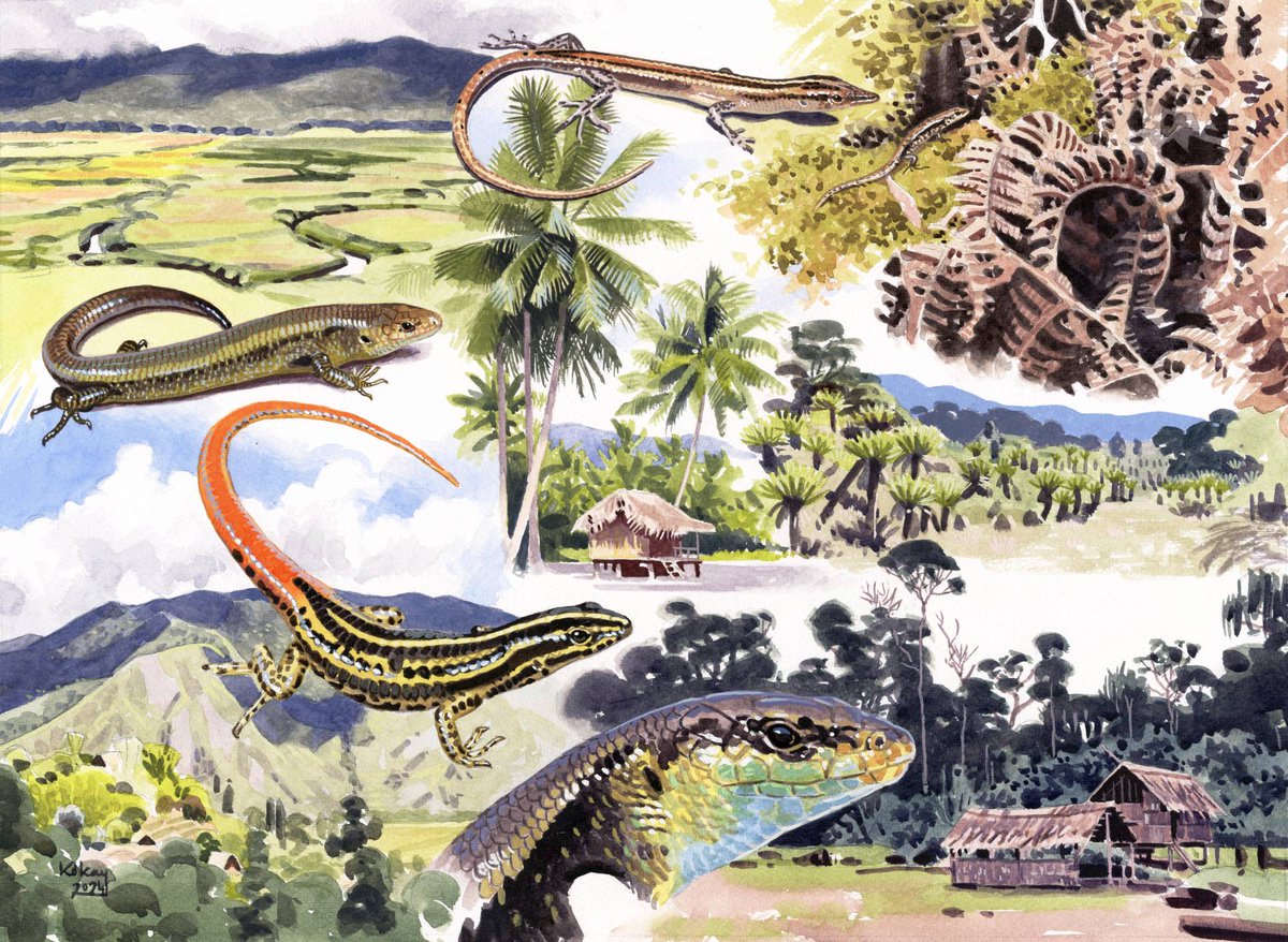 kokayart's tweet image. Just completed this commission of a montage of Papuan skinks and their habitat. I've been privileged to take part on an expedition to Papua New Guinea 10 years ago. The lowest Papuascincus species was discovered during this expedition, and I had chance to make sketches of it.