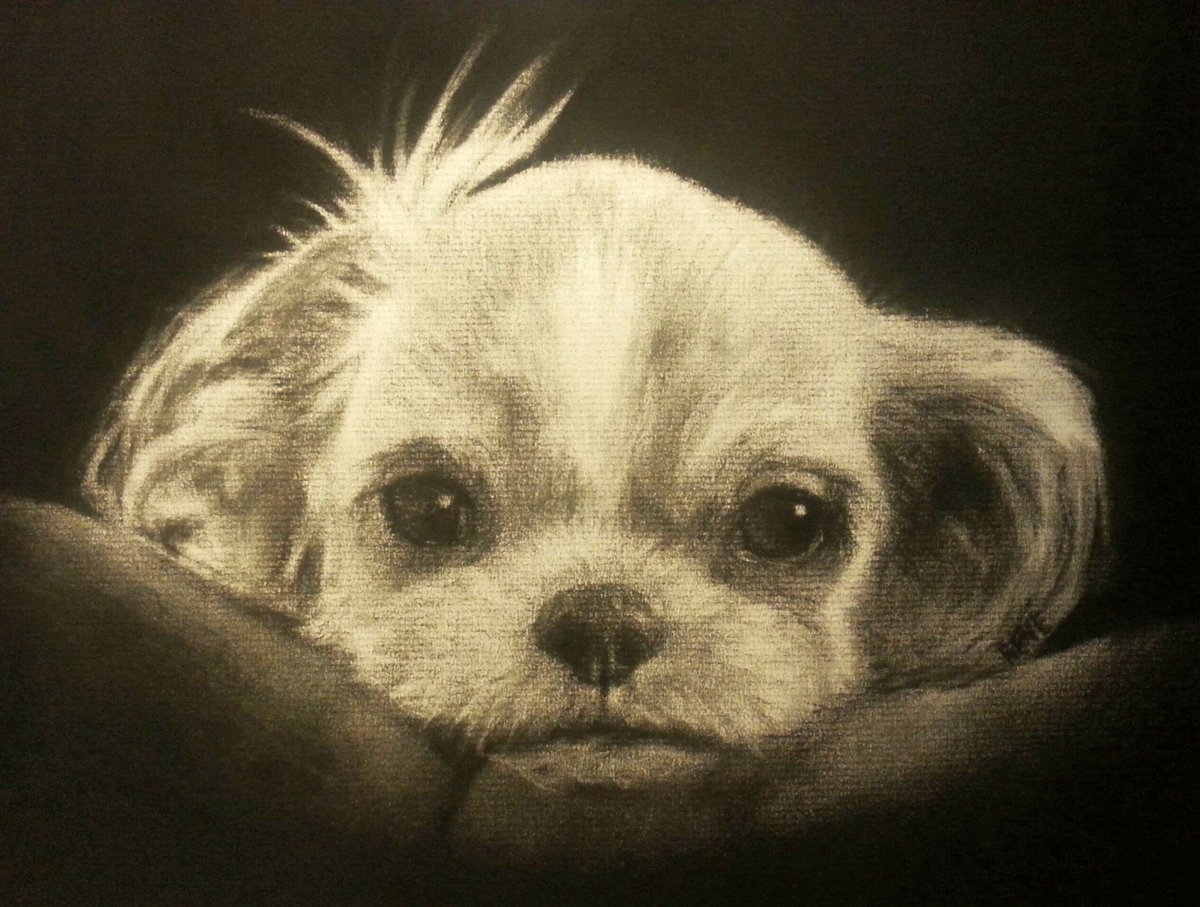 Later_AtBobs's tweet image. Charcoal on laid paper, 9x12 inches #animal #dog #drawing #charcoal