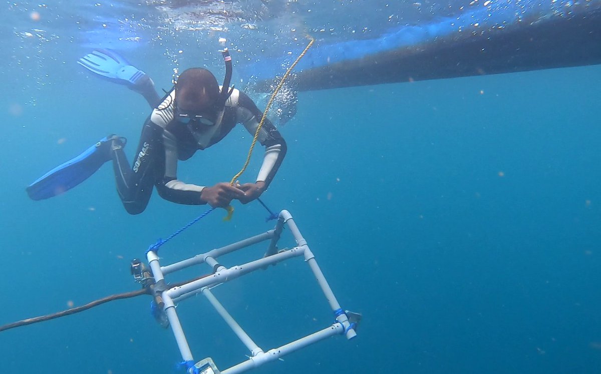GPorrinos's tweet photo. To fill the lack of ecological data in the archipelago, we deployed 400+ benthic #BRUVS, aiming to:

1) Characterise fish species composition in #SãoTomé and #Príncipe

2) Understand the effect of environmental variables relevant for marine planning on fish communities.
(4/9) https://t.co/snNTWdM9un