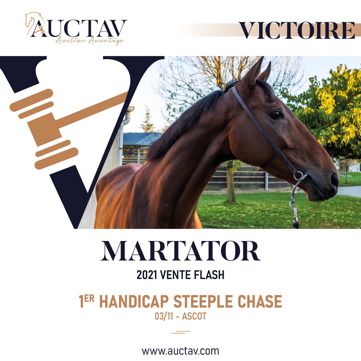 AuctavSales's tweet photo. 🥇 Winning seasonal comeback for MARTATOR at Ascot on November, 2, his fourth consecutive win. Entrusted to @VenetiaWRacing, this son of #Martaline sports the colors of Camilla Norton. He was secured at the 2021 Flash Sale by @GUYPETIT1 for €160,000. Congrats to all. https://t.co/p2LTFXf4xz