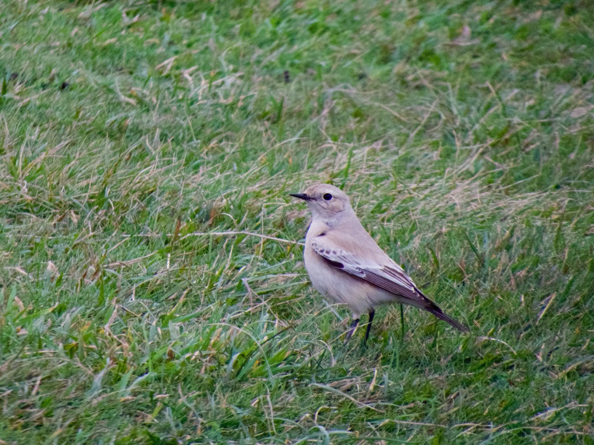 AlexWBirding's tweet photo. Desert Wheatear at Beachy Head yesterday, always nice when a rarity is more or less running around at your feet. Great Egret and 2 late Swallows moving East were surprise additions, (very) distant Stone Curlew also picked up at Tide Mills on the way. https://t.co/EF3vR4IAZs