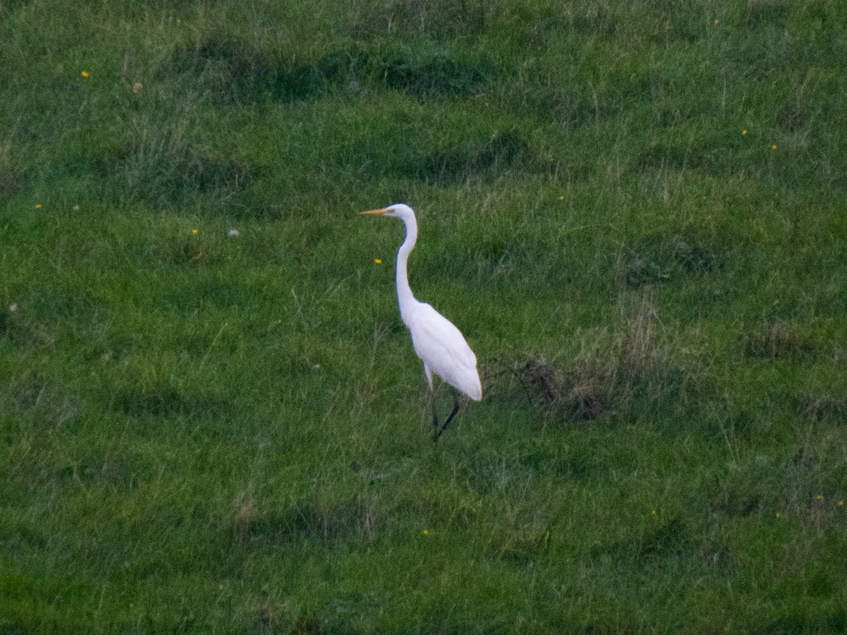 AlexWBirding's tweet photo. Desert Wheatear at Beachy Head yesterday, always nice when a rarity is more or less running around at your feet. Great Egret and 2 late Swallows moving East were surprise additions, (very) distant Stone Curlew also picked up at Tide Mills on the way. https://t.co/EF3vR4IAZs