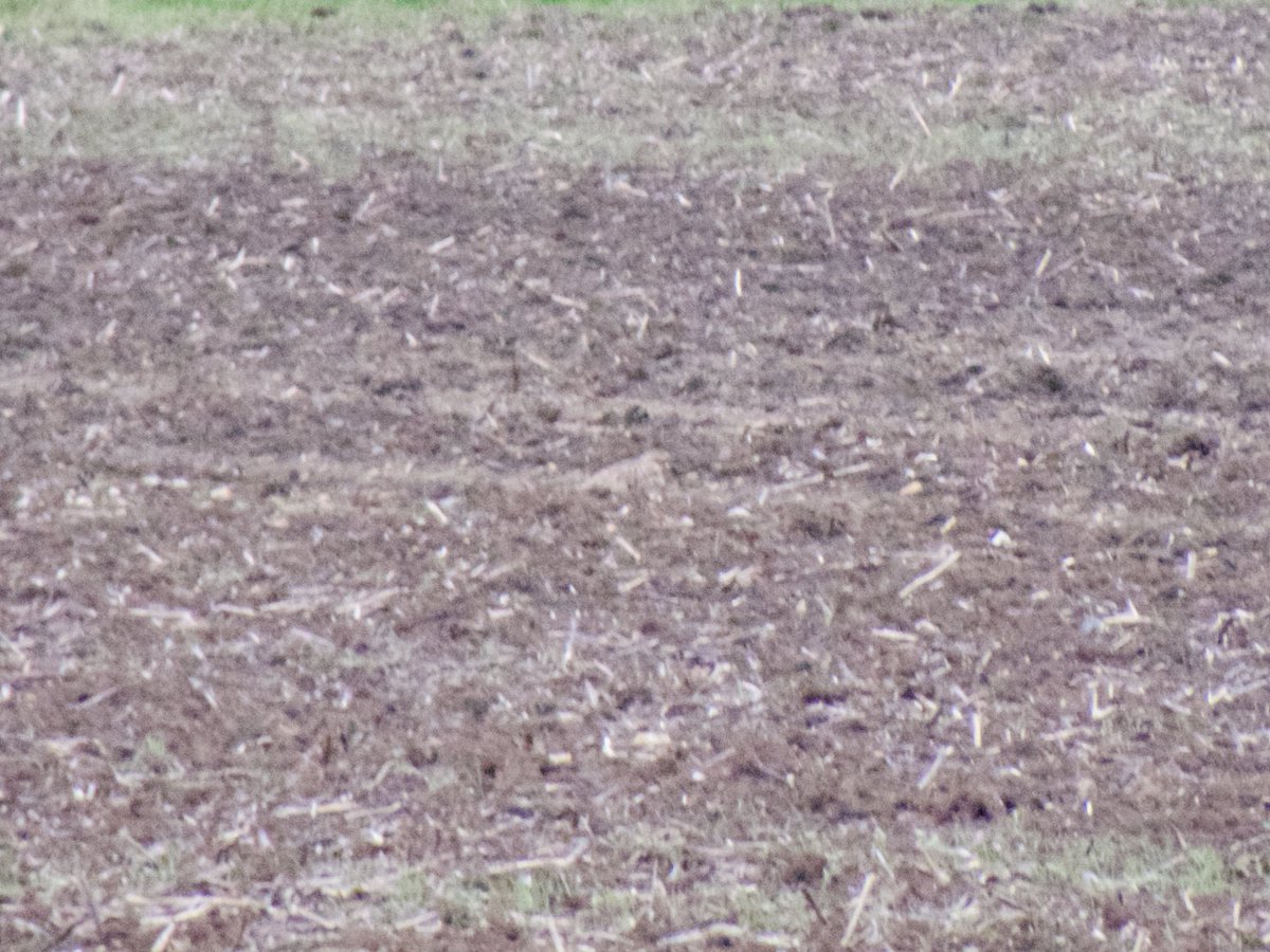 AlexWBirding's tweet photo. Desert Wheatear at Beachy Head yesterday, always nice when a rarity is more or less running around at your feet. Great Egret and 2 late Swallows moving East were surprise additions, (very) distant Stone Curlew also picked up at Tide Mills on the way. https://t.co/EF3vR4IAZs