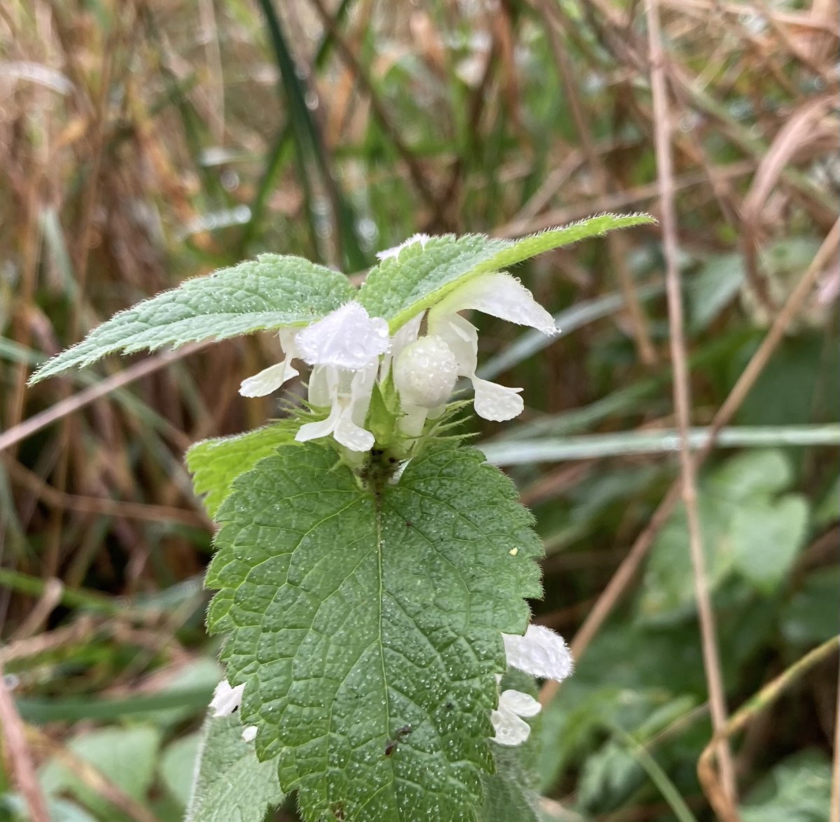 alisonlock25's tweet photo. Nice patch of white dead-nettle and some yarrow yesterday for #wildflowerhour east Scotland https://t.co/98ArCD9SNZ