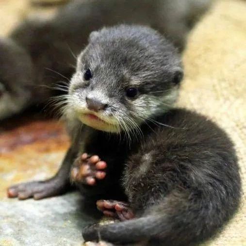 In_Otter_News2's tweet photo. Otter toe beans. Enjoy. https://t.co/uMfgaTJ1Wb