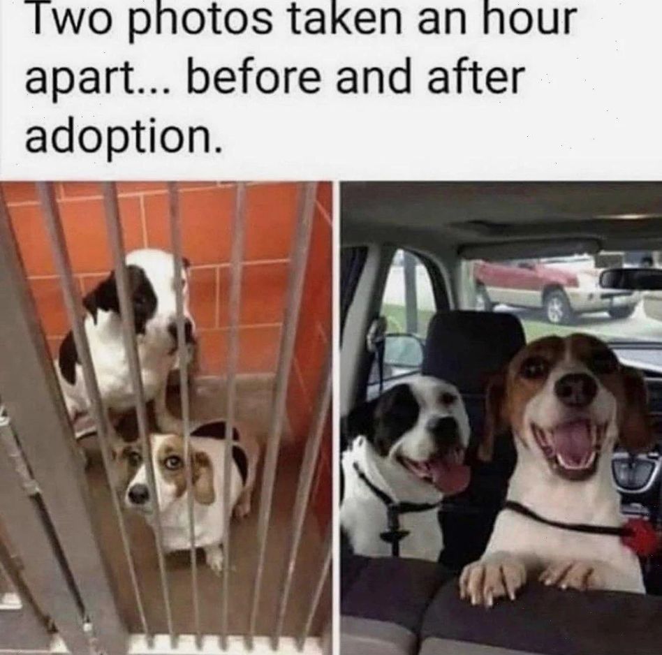 WholesomeMemes tweet media