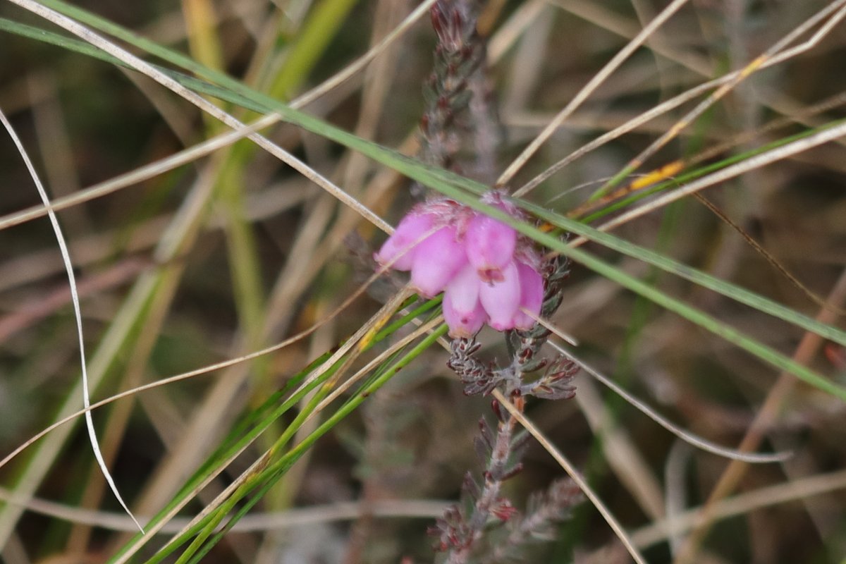 A trio of purple pleasure from the North York moors this week: Bell Heather, Erica cinerea then Wild Thyme, Thymus polytrichus and finally Cross-leaved Heather, Erica tetralix,. thriving in the unseasonal warmth #wildflowerhour
