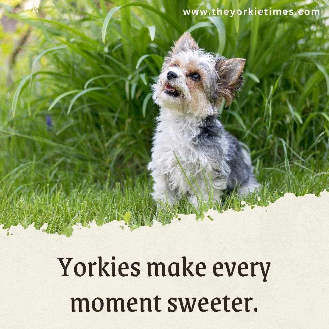 Life is better with a Yorkie by your side.