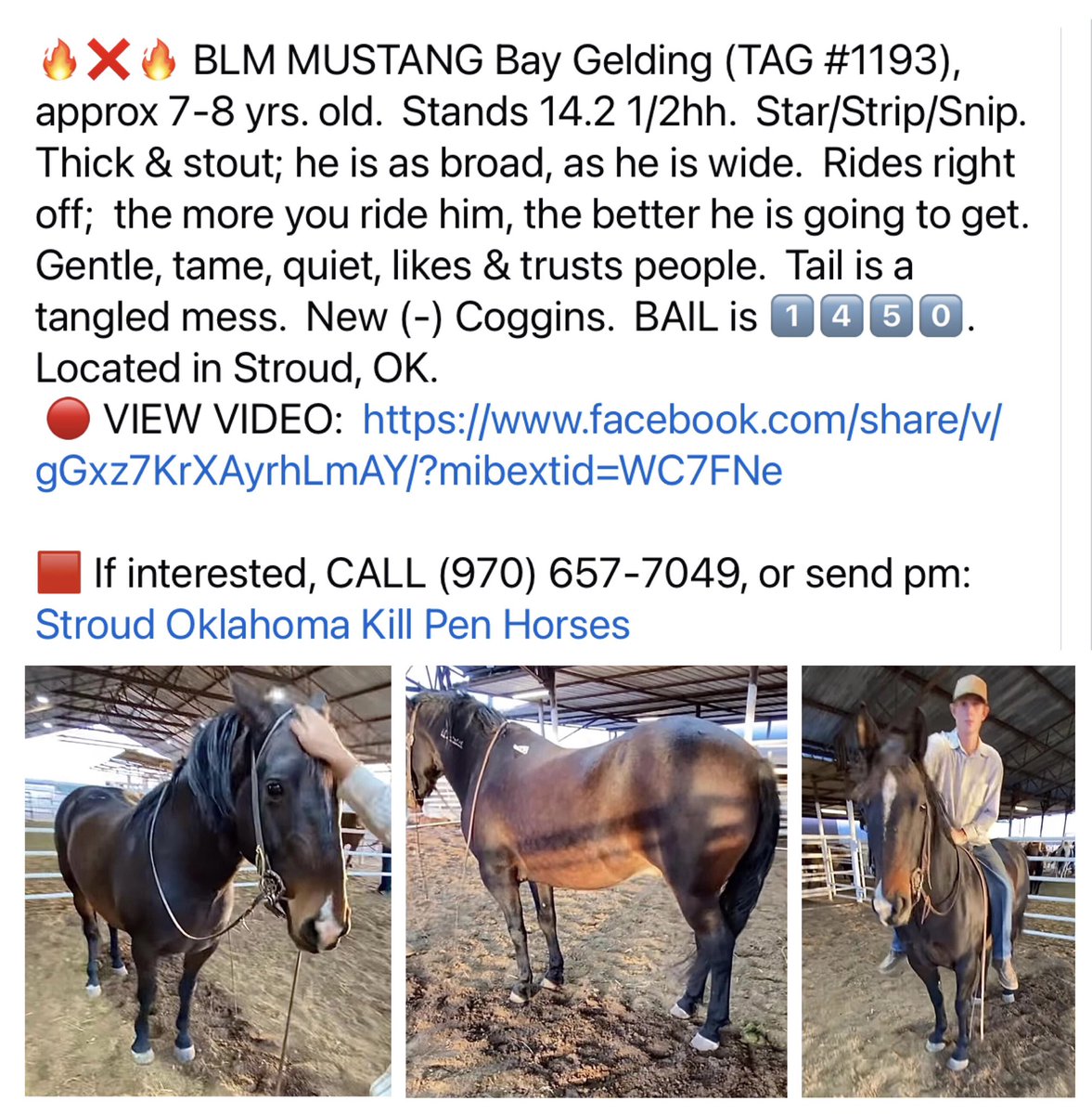 Blue Equus 💫🌎🌲🐾 🐝🐴🌱😷🇺🇦🌻🇵🇸 tweet media