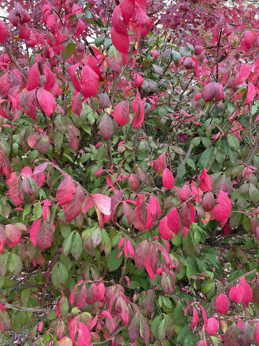 음.. i v (정맥주사)를 한번에 해주는 간호사 만나기가 쉽지가 않아.
두번정도 실패하다가 다른 사람에게 부탁(?)해 주면 차라리 땡큐다
이 곳에서 한번에 놔 준 간호사는 세사람이었는데 내 차례가 잘 안오네 🥲 찔리고 나서 또 찔리고 하면 겁도 더 나고 아프다고요 ….. 😣