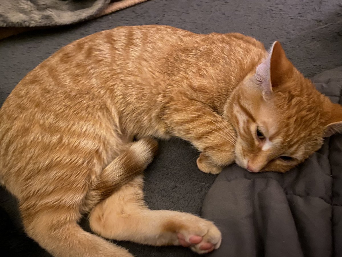 Matt Ramsey tweet media