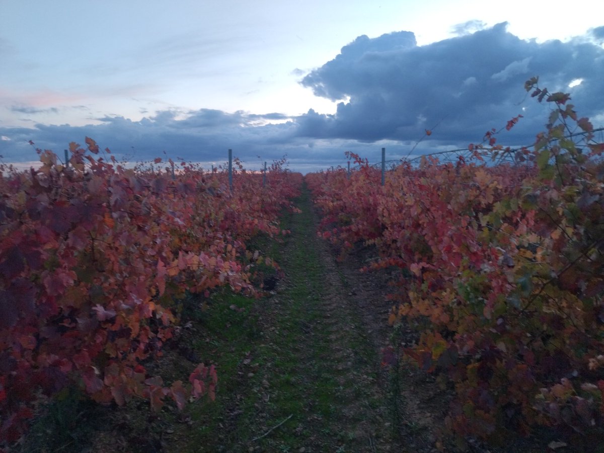 melgarajo's tweet photo. Impresionantes los colores del otoño en las viñas de Bodegas Melgarajo.
#melgardeabajo #sahagun #bodegasmelgarajo #prietopicudo #negrosauri #verdejo #valdeleña #melgus #otoño #DOLEON https://t.co/McQPg8NUY5
