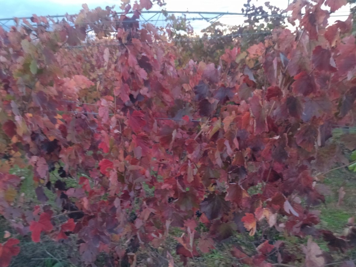melgarajo's tweet photo. Impresionantes los colores del otoño en las viñas de Bodegas Melgarajo.
#melgardeabajo #sahagun #bodegasmelgarajo #prietopicudo #negrosauri #verdejo #valdeleña #melgus #otoño #DOLEON https://t.co/McQPg8NUY5