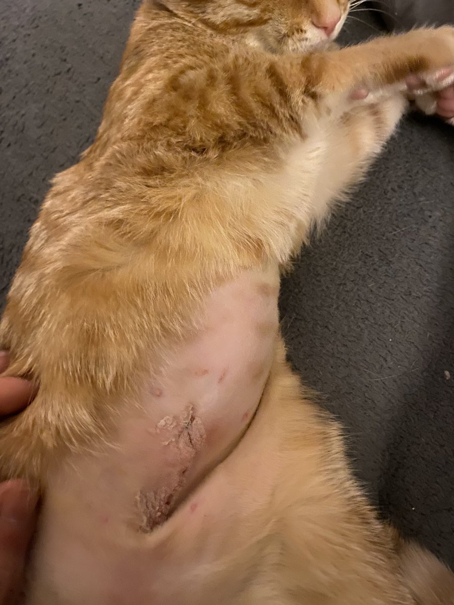 Matt Ramsey tweet media