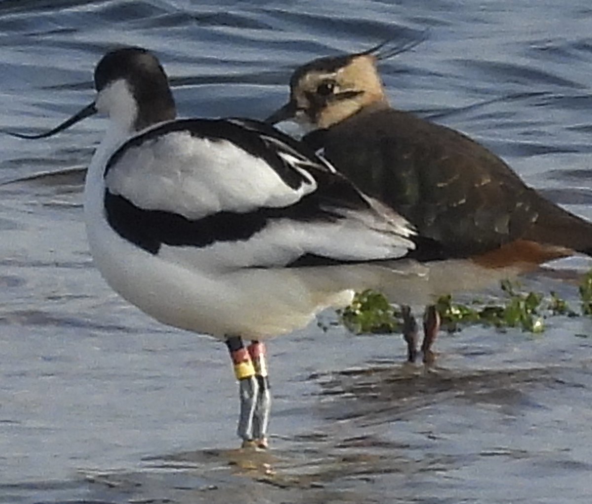 RSPB Dungeness 15.10.24. on Burrowes, taken from Dennis’s Hide, a colour ringed Avocet, rung as an adult on 12.05.23 at Beltringharder Koog, Germany, the bird was then observed on 21.10.24 in Northern France after leaving Dungeness.
