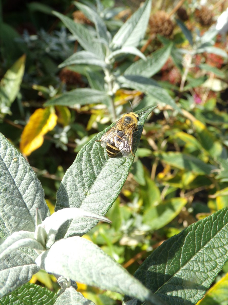 North Lancs Wildlife Group tweet media