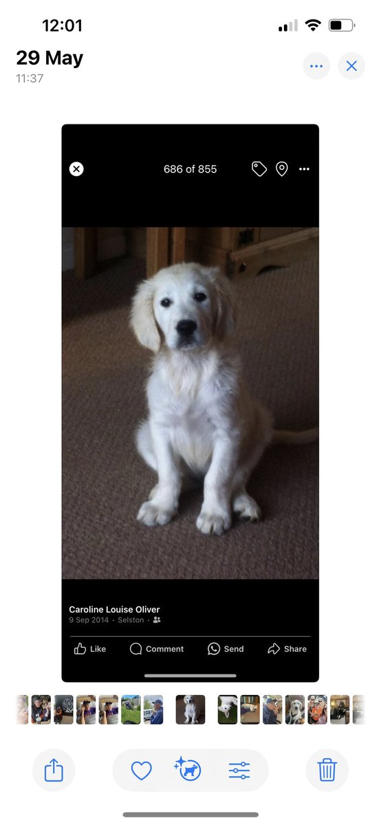 cazoliver's tweet photo. Facing one of my toughest days tomorrow saying goodbye to my baby boy I feel beyond gut wrenched he was my savior xx https://t.co/b1xF8Rq5p9