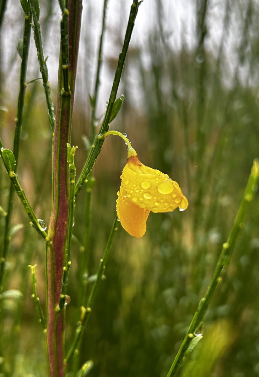 SazMills's tweet photo. Scotch Broom #WildFlowerHour https://t.co/deIfpUZGbQ