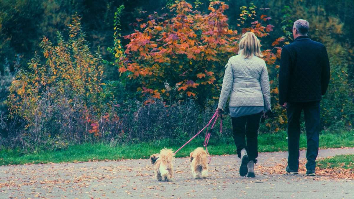 It’s #OneHealthDay! Today we celebrate the connection between human, animal, &amp; environmental health. 🌍 
At FidoCure, we put #OneHealth in action. By treating #caninecancer, we're gathering invaluable data to help both dogs and people fight cancer. 🐕‍🦺🧬
