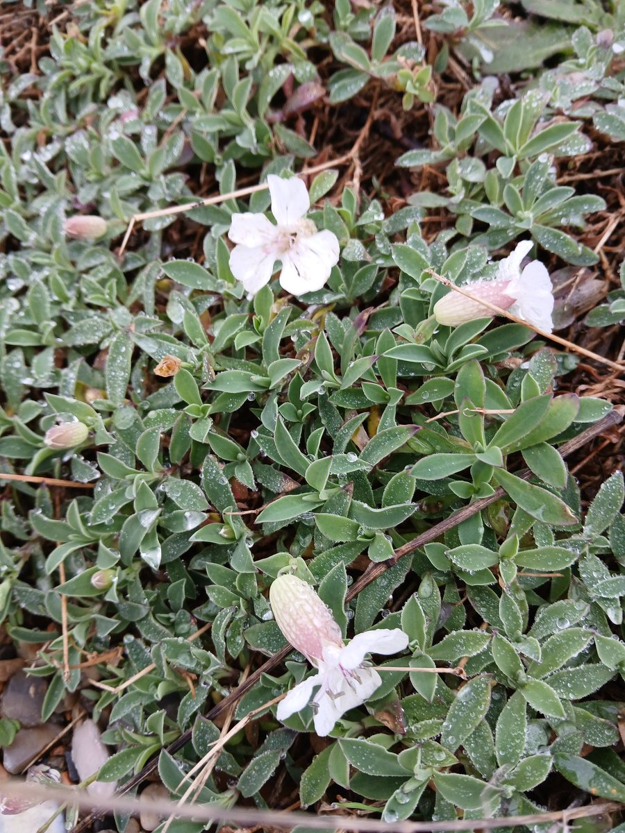 jenlrob's tweet photo. Sea campion still hanging on #wildflowerhour https://t.co/7zxHSBjIEH