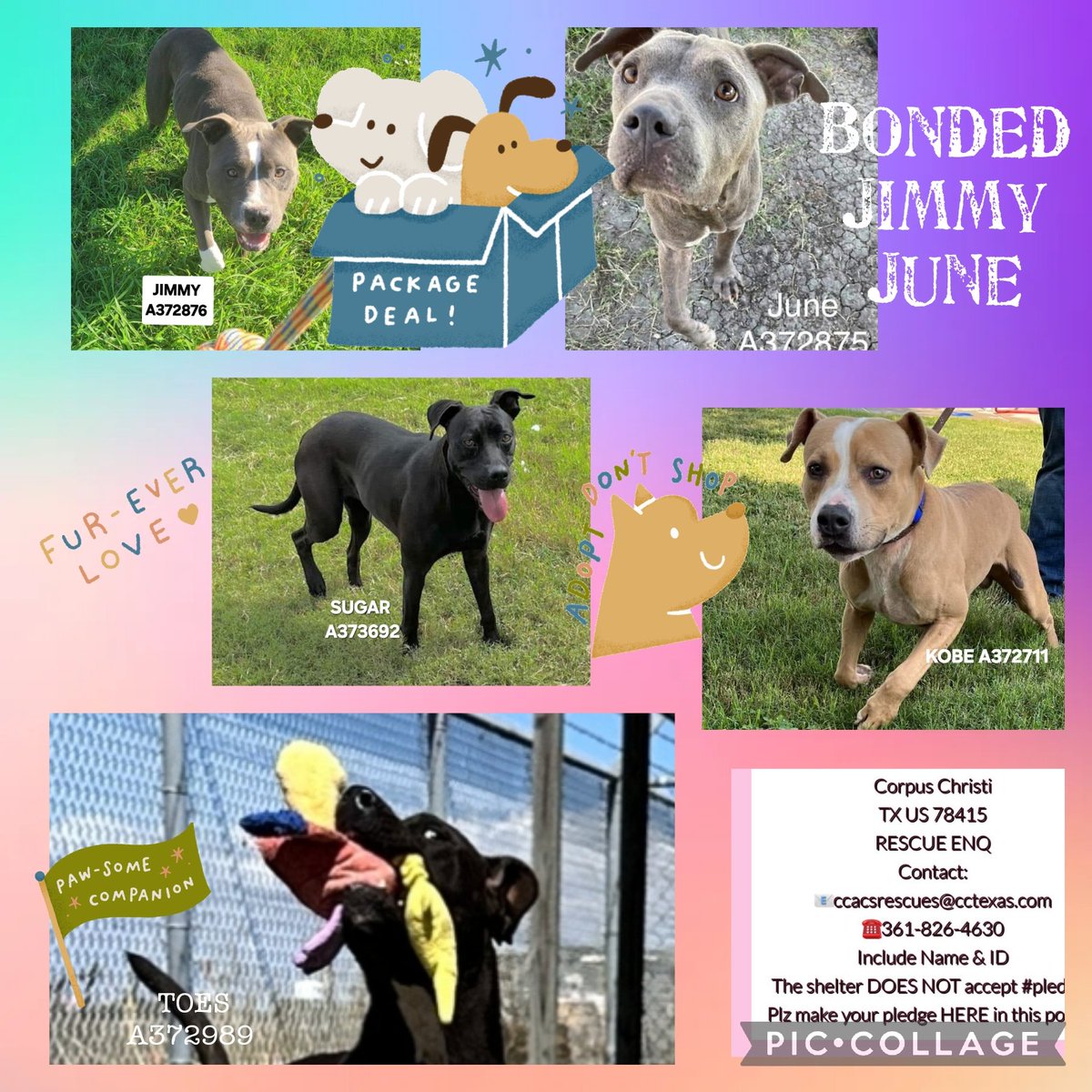 beeleevitonly's tweet photo. 🆘️📣#EuthList🆘️ 11/4 #CorpusChristiTX  5 #AdoptableDogs #TBK💉☠️ This is how @MayorGuajardo @cityofcc inst of adopt
 fostering, rescue 🤬 #CullHomelessDogs 
#RescueVillage pls 🆘️JIMMY #A373876 JUNE #A372875 SUGAR #A373692  
KOBE #A372711 TOES #A372989 
Need 🏷b/f noon 11/4 #PledgeForRescue