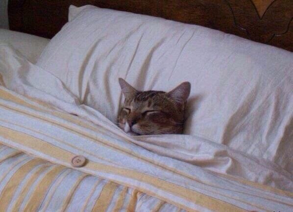 no school, no work, only meow meow