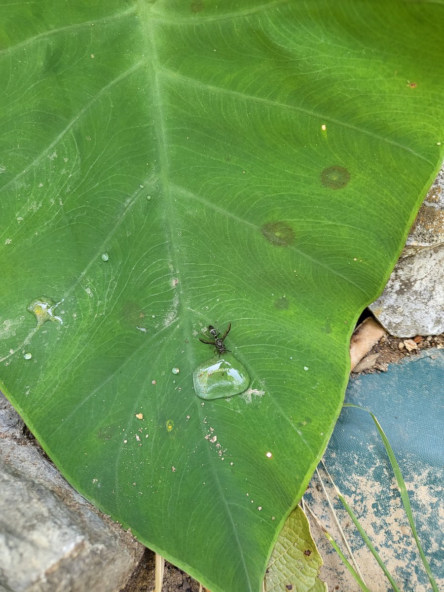 ViutGameDev's tweet photo. @insect_love6464 Not the best pictures but hello from Mexico! https://t.co/261HWzgyDQ