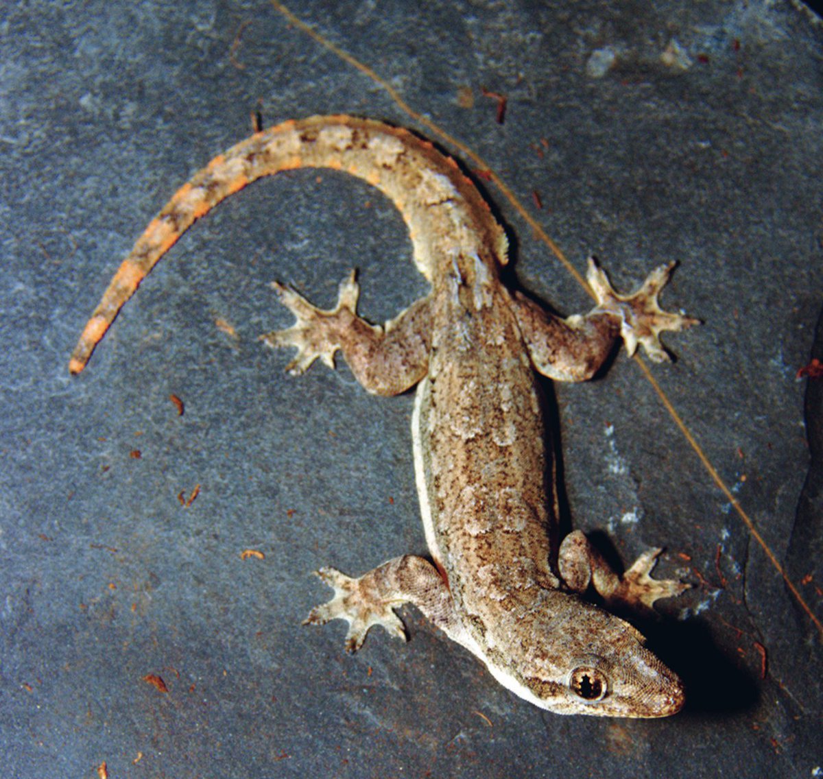 Aaron Griffing (@aaronhgriffing) on Twitter photo Work lead by my former postbacc trainee, Amber Petty, was just published in <a href="/RandAJournal/">Reptiles and Amphibians Journal</a>! We conducted an anatomical investigation into the gliding membranes of flat-tailed house #geckos (Hemidactylus platyurus).
journals.ku.edu/reptilesandamp…
#histology #patagia Work lead by my former postbacc trainee, Amber Petty, was just published in <a href="/RandAJournal/">Reptiles and Amphibians Journal</a>! We conducted an anatomical investigation into the gliding membranes of flat-tailed house #geckos (Hemidactylus platyurus).
journals.ku.edu/reptilesandamp…
#histology #patagia