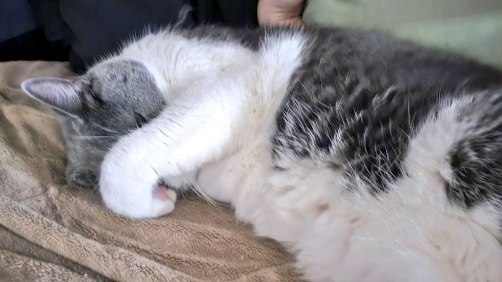 Khajiit Supports Palestinian Liberation tweet media