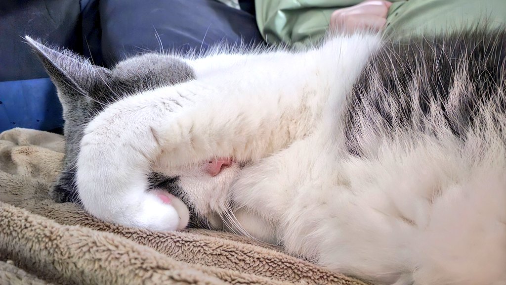 Khajiit Supports Palestinian Liberation tweet media