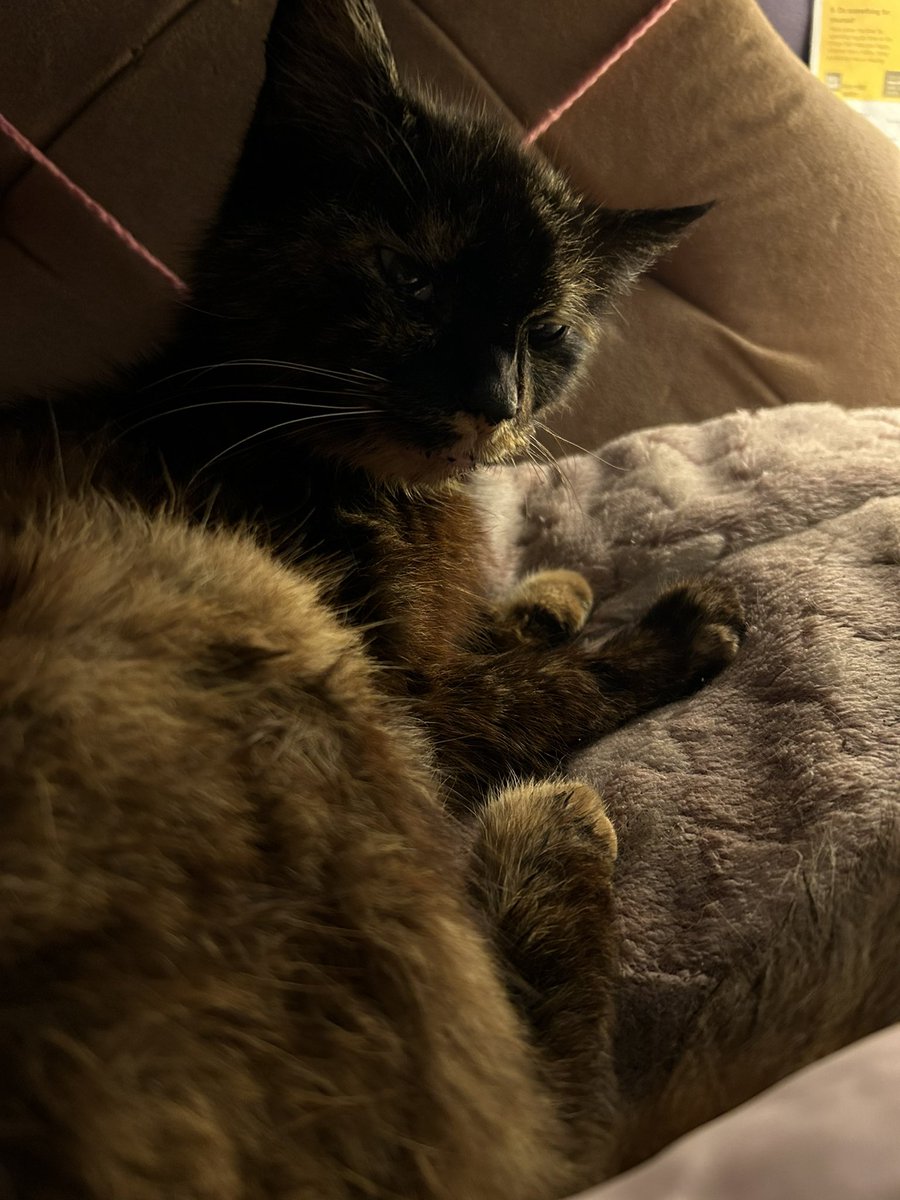 Maysie glitter disco bug ♉️🌙✨🪩🐞🇺🇦🇵🇸 tweet media