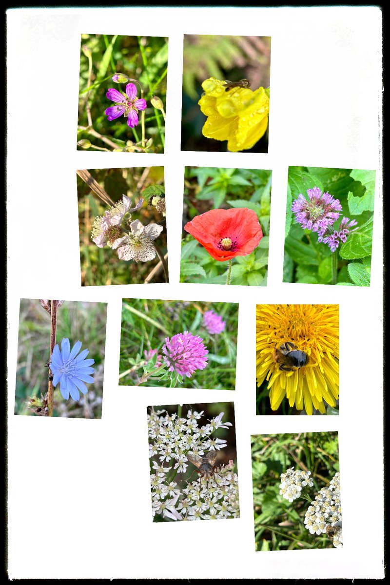 Sarah37880899's tweet photo. Remembered to stop and take a few photos whilst out and about over the last 7 days and delighted to find I0 flower pictures I can add to this weeks #WildflowerHour  #TheWinter10 https://t.co/7WbiofOTRt